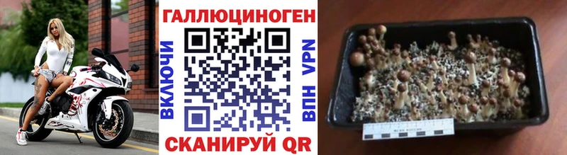 Галлюциногенные грибы Psilocybe  где купить наркоту  Кумертау 